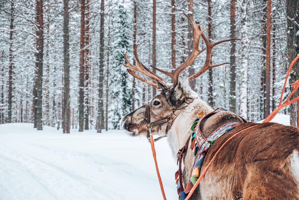 Rêveries Lapones de Rovaniemi à Inari-Image
