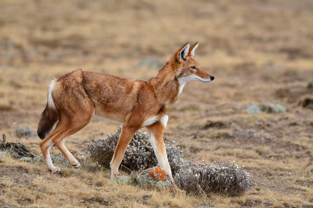 Les loups d'Abyssinie-Image
