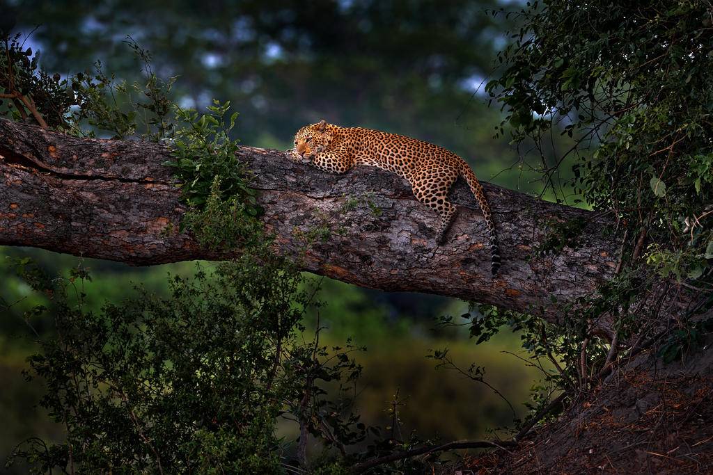 Terres de légendes : Botswana - Namibie-Image