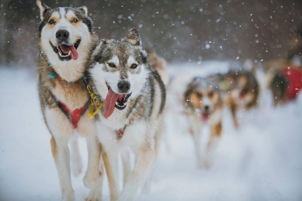 Charmes hivernaux du Québec-Image