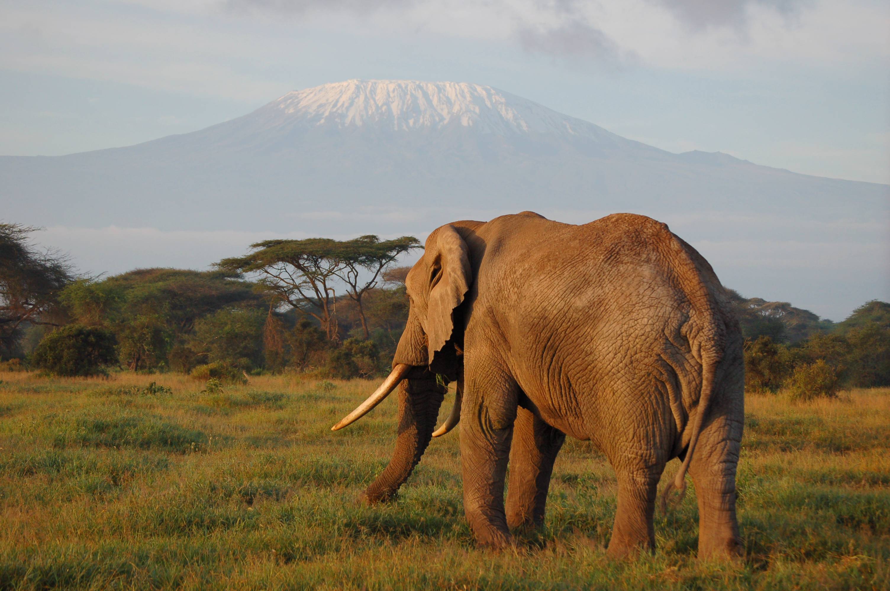 Kenya, safari Big Five et plages de rêve-Image