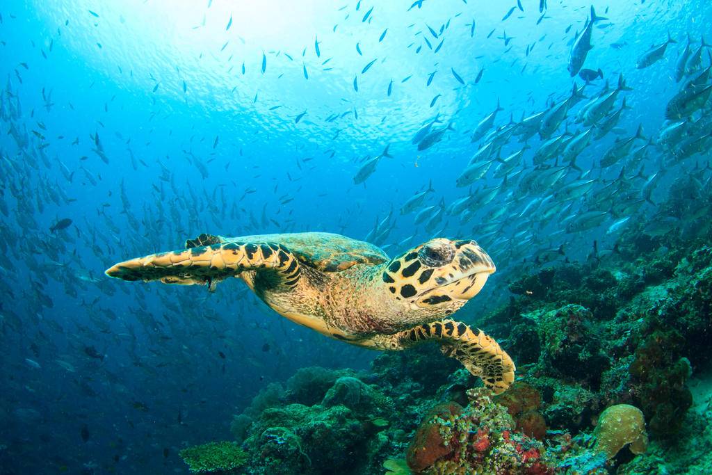 Panama Blue-Image