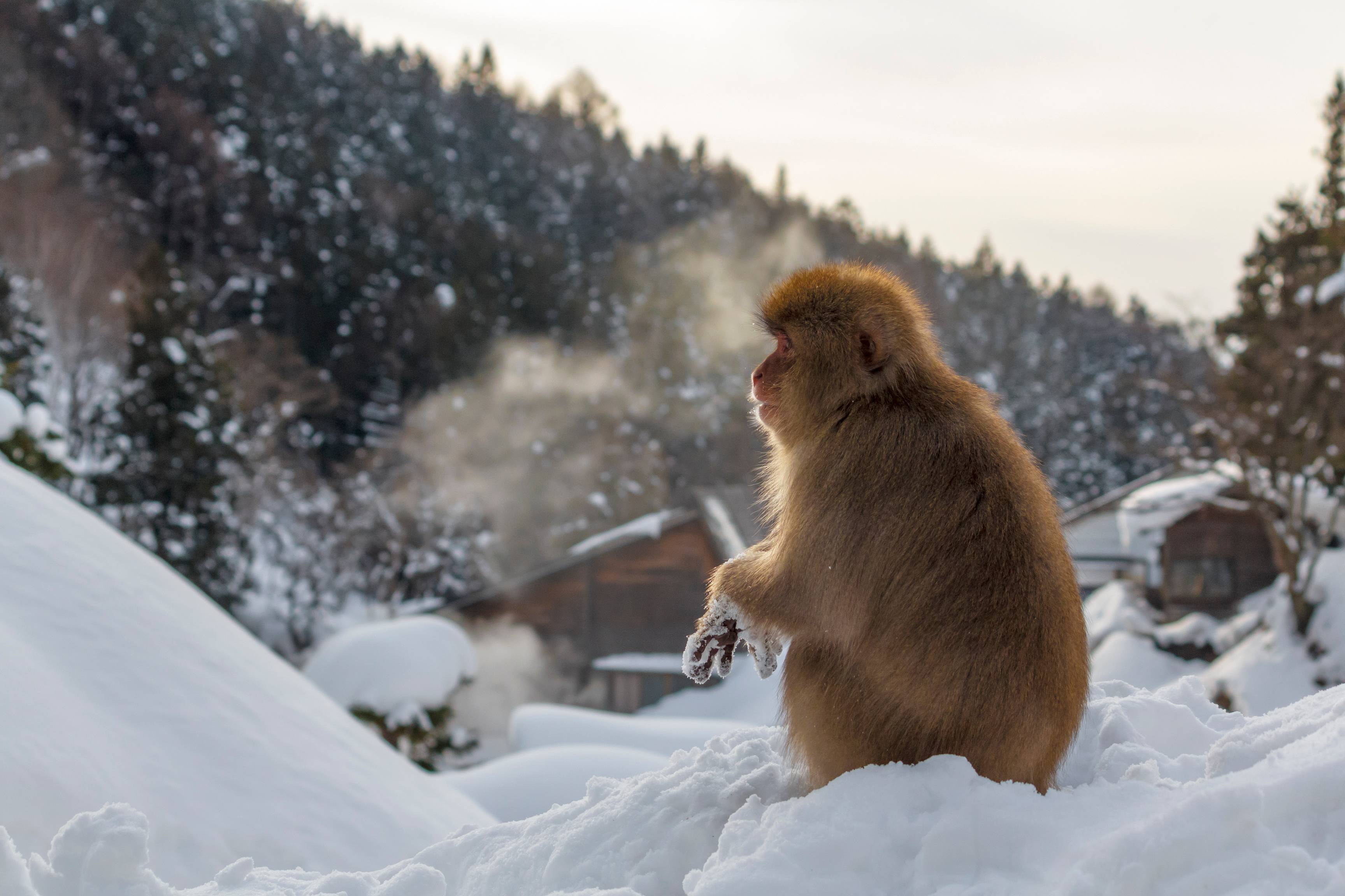 Alpes japonaises, le Japon sous les flocons-Image