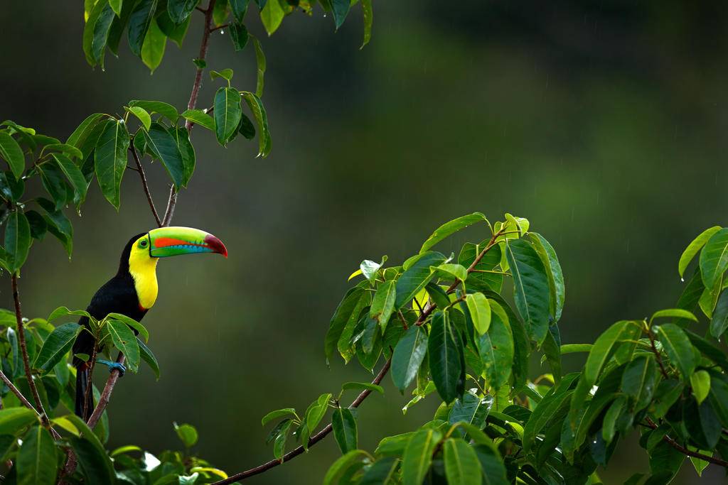 Expédition surf & jungle au Costa Rica-Image