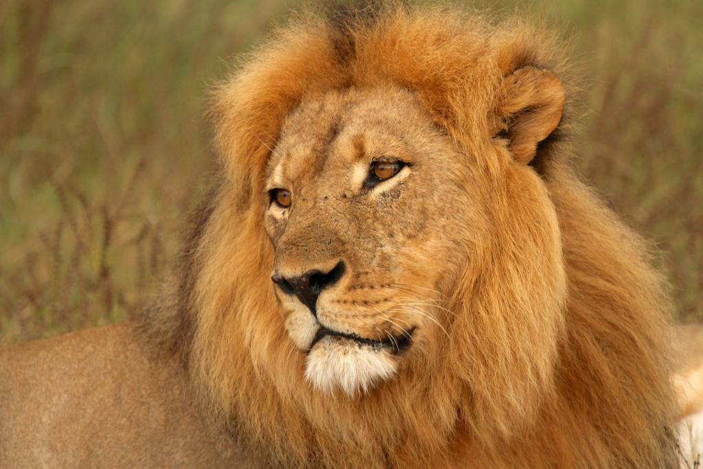 Zambie et Malawi en famille -Image