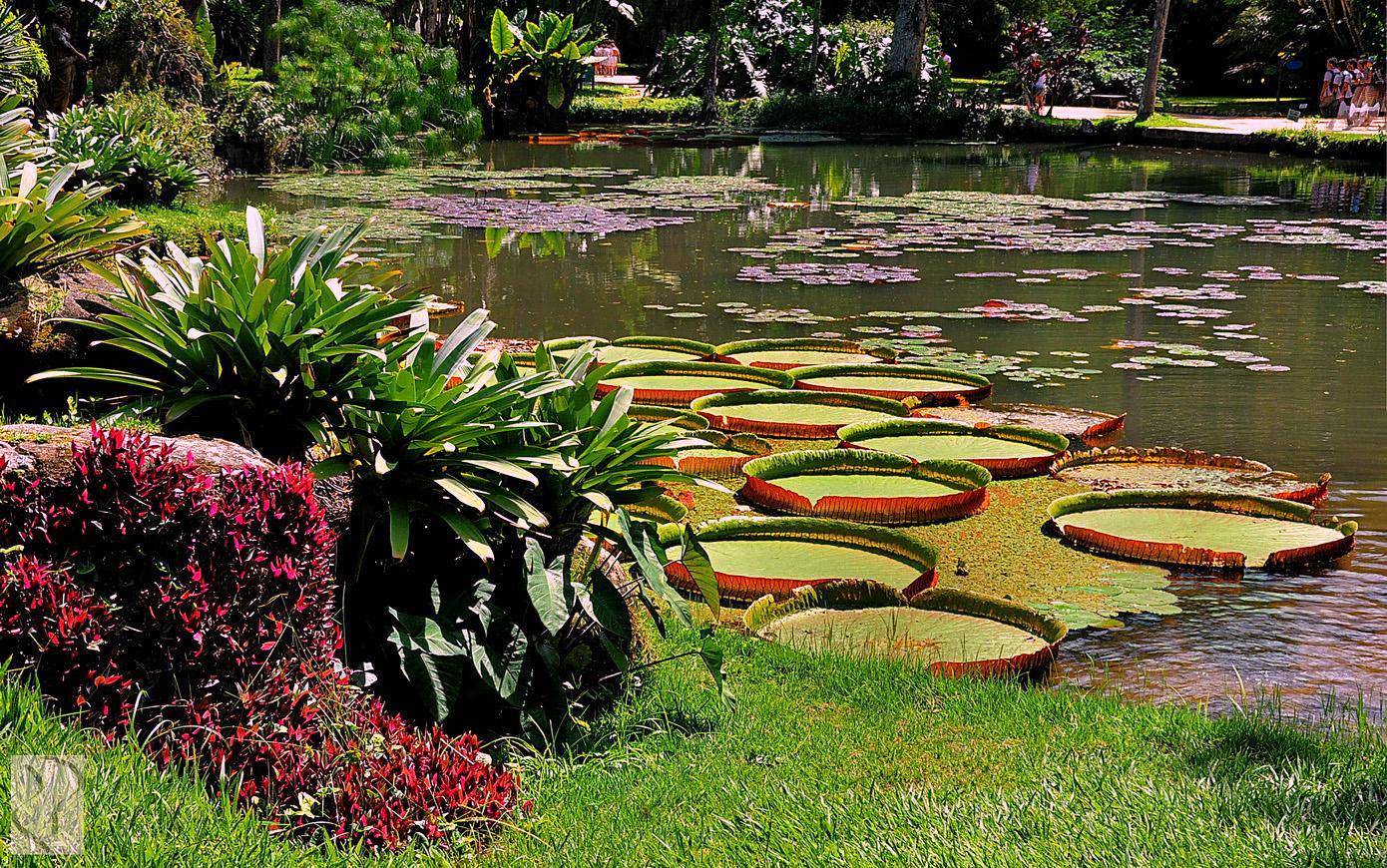 Jardins secrets du Brésil-Image