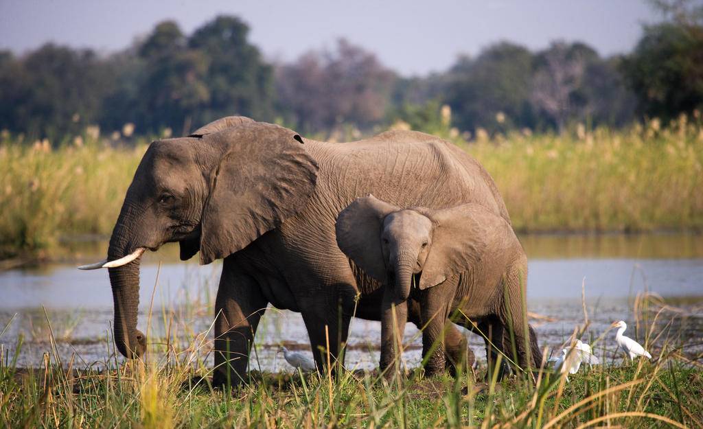 Zambie & Malawi, l'échappée sauvage des amoureux-Image