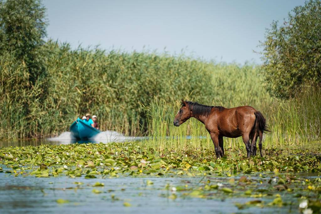 Immersion dans le delta du Danube-Image