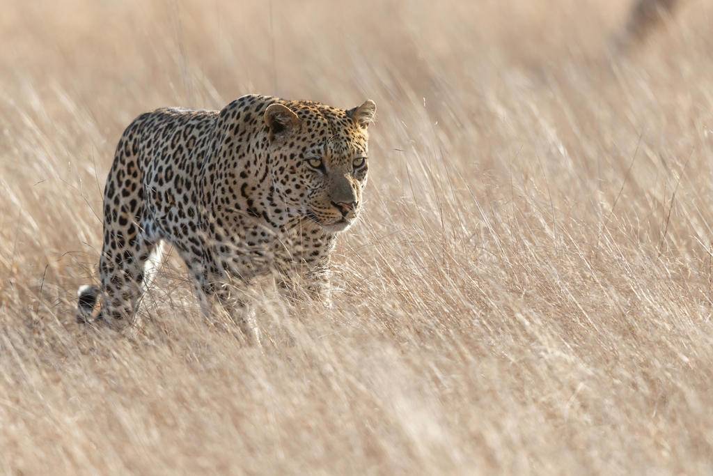Du Sabi Sand au Cap en lodges de charme-Image