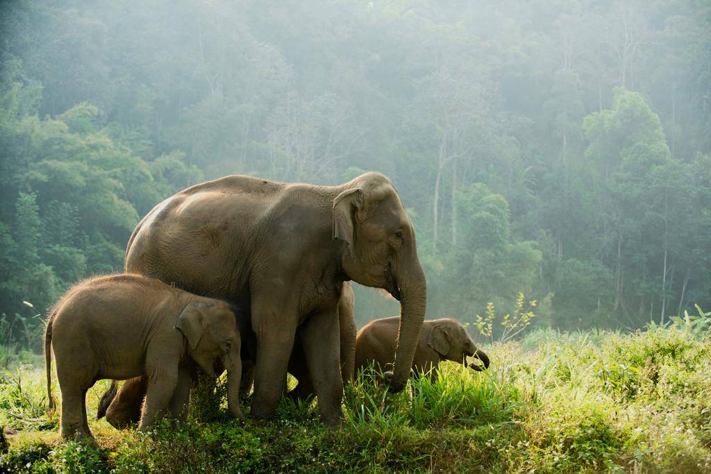 Découverte de la Thaïlande en famille-Image