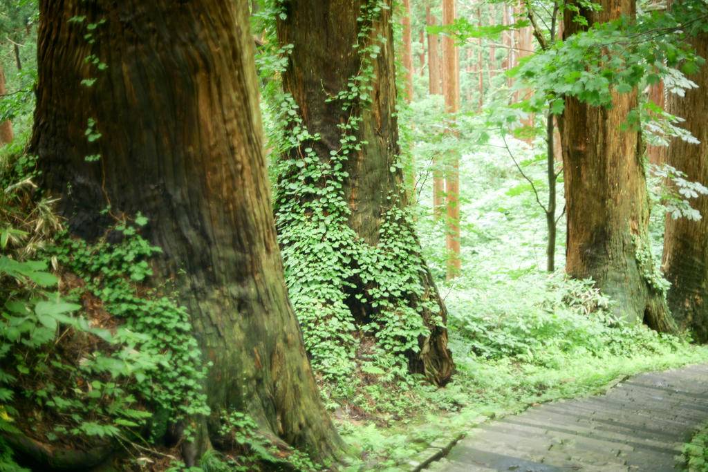 Tohoku intime, le Japon authentique -Image