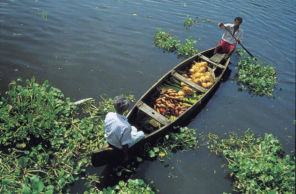 Le  Kerala, de lagunes en collines-Image