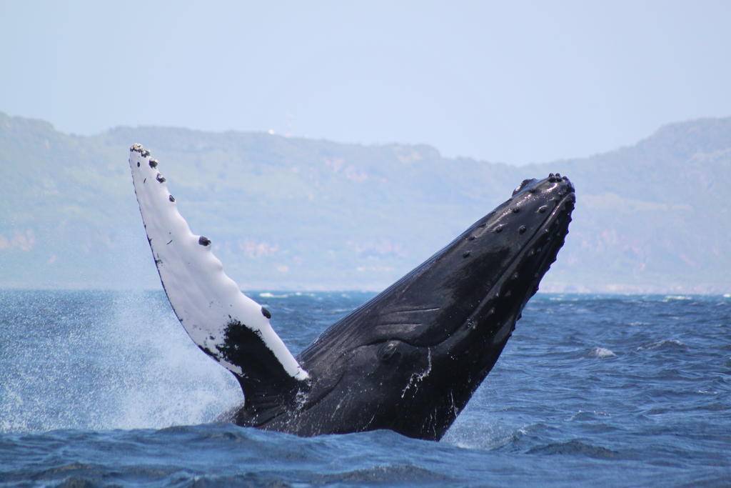 Un safari baleines à Las Terrenas-Image