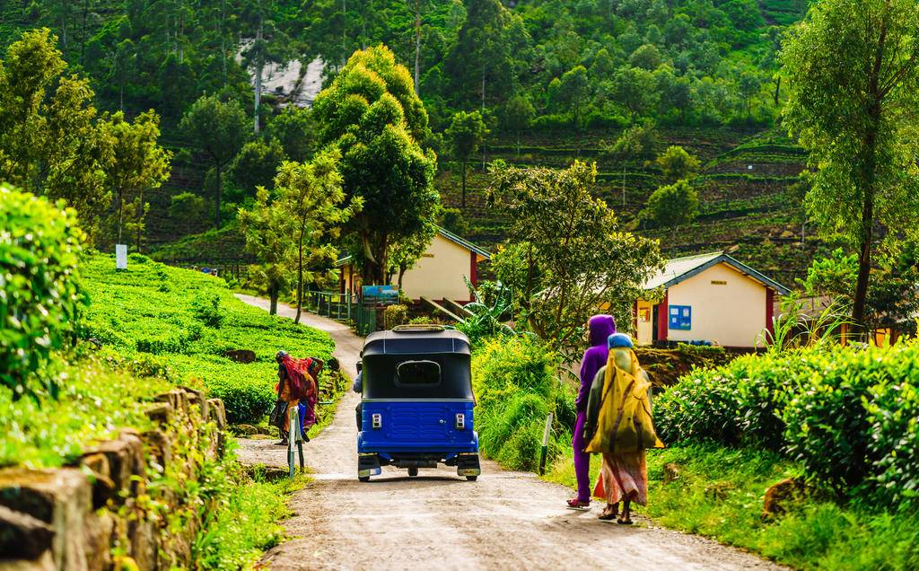 La vie en vert au Sri Lanka-Image