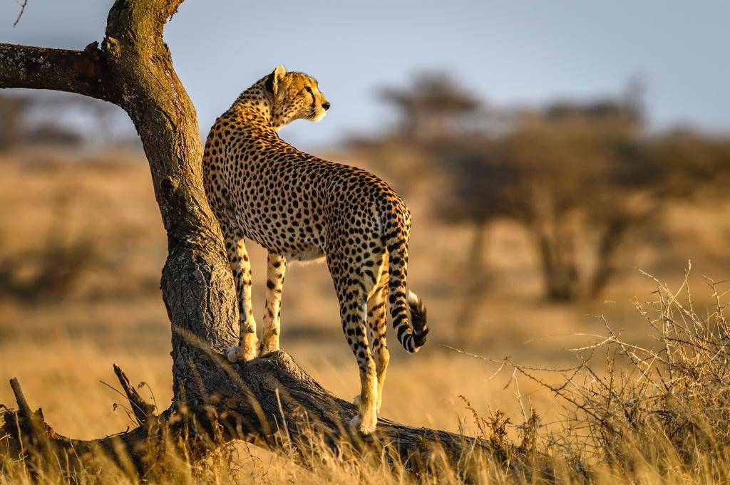 Les plus beaux safaris du Kenya-Image