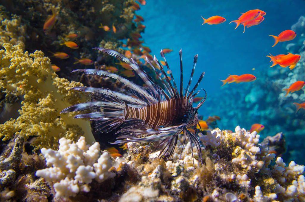 Blue Belize-Image