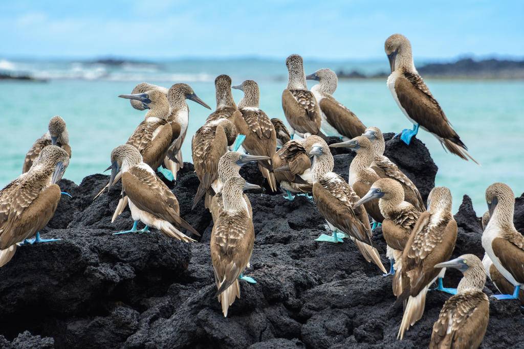 L'Equateur, des Andes aux Galapagos-Image