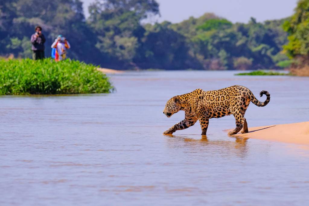 Brésil, un safari en famille-Image