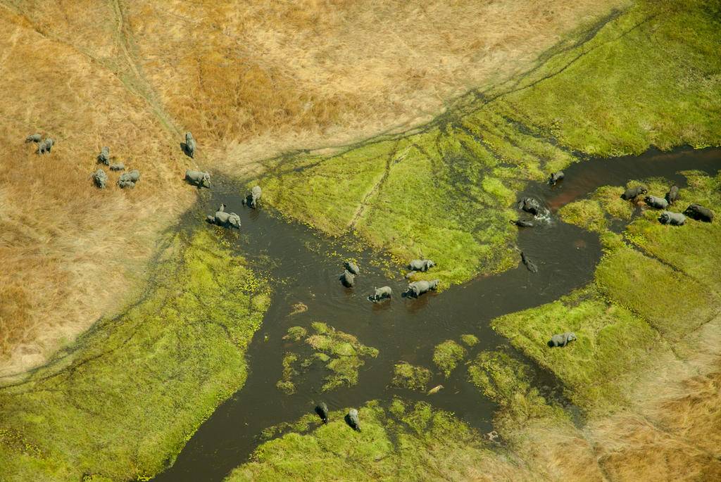 Safari de luxe au Botswana-Image