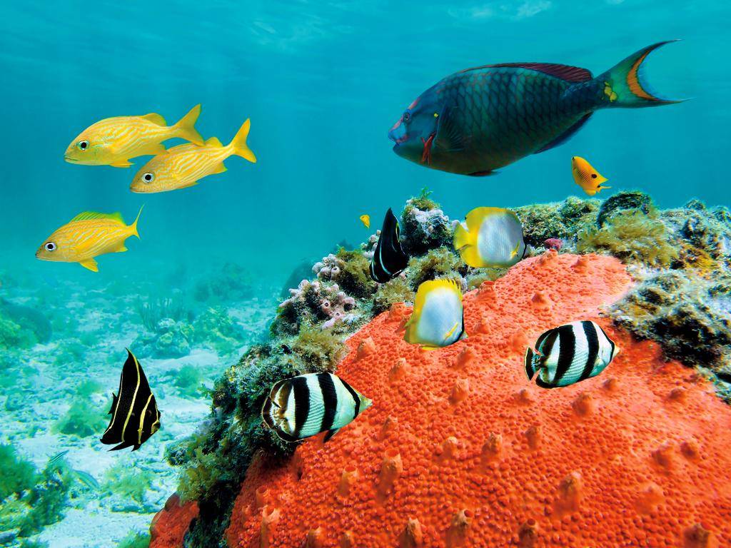Rêves d'Afrique du Sud aux Seychelles-Image