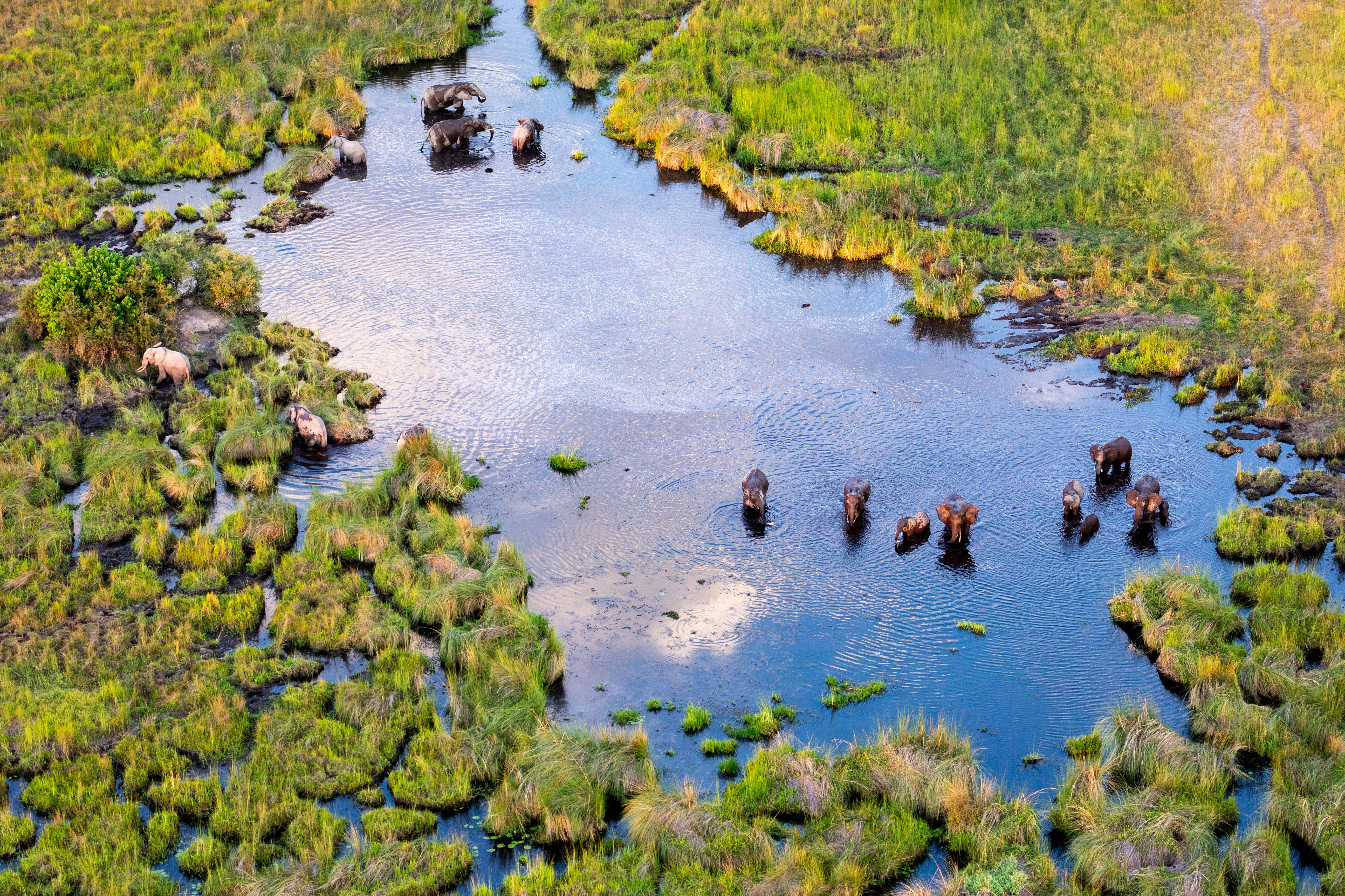 Botswana, paradis pour la vie sauvage-Image