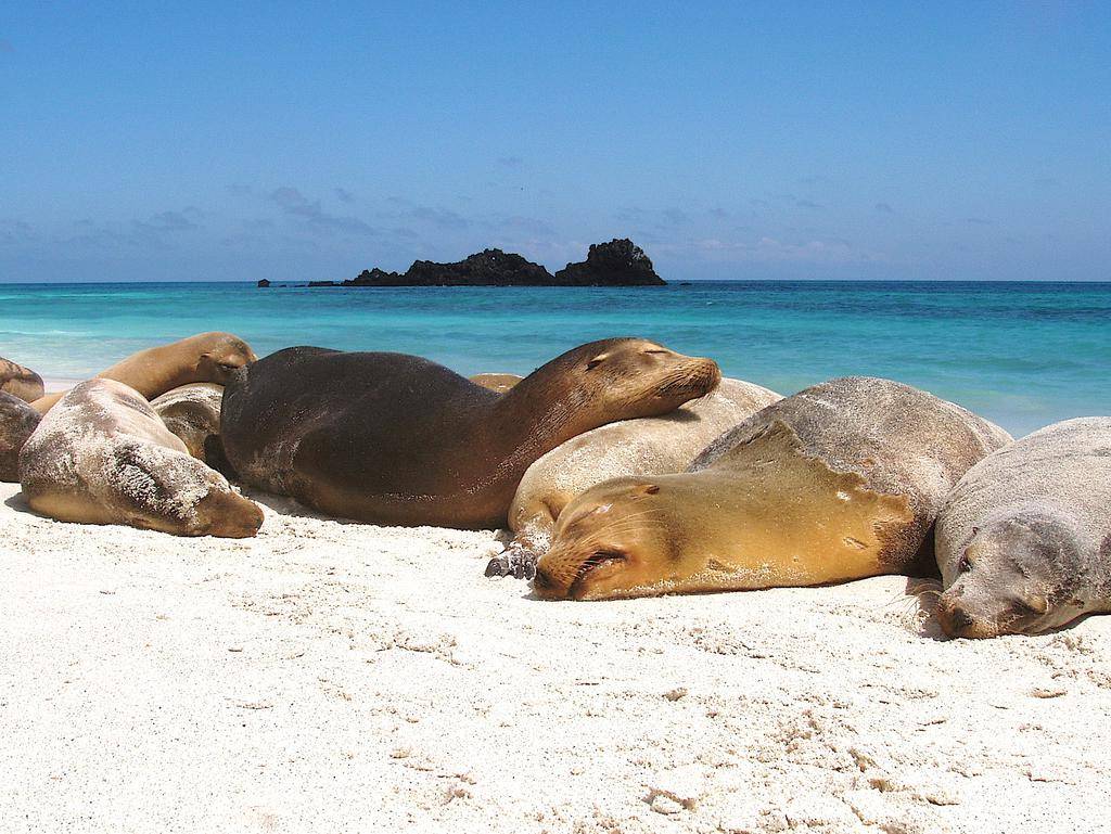 Equateur et Galapagos, en terre et mer-Image