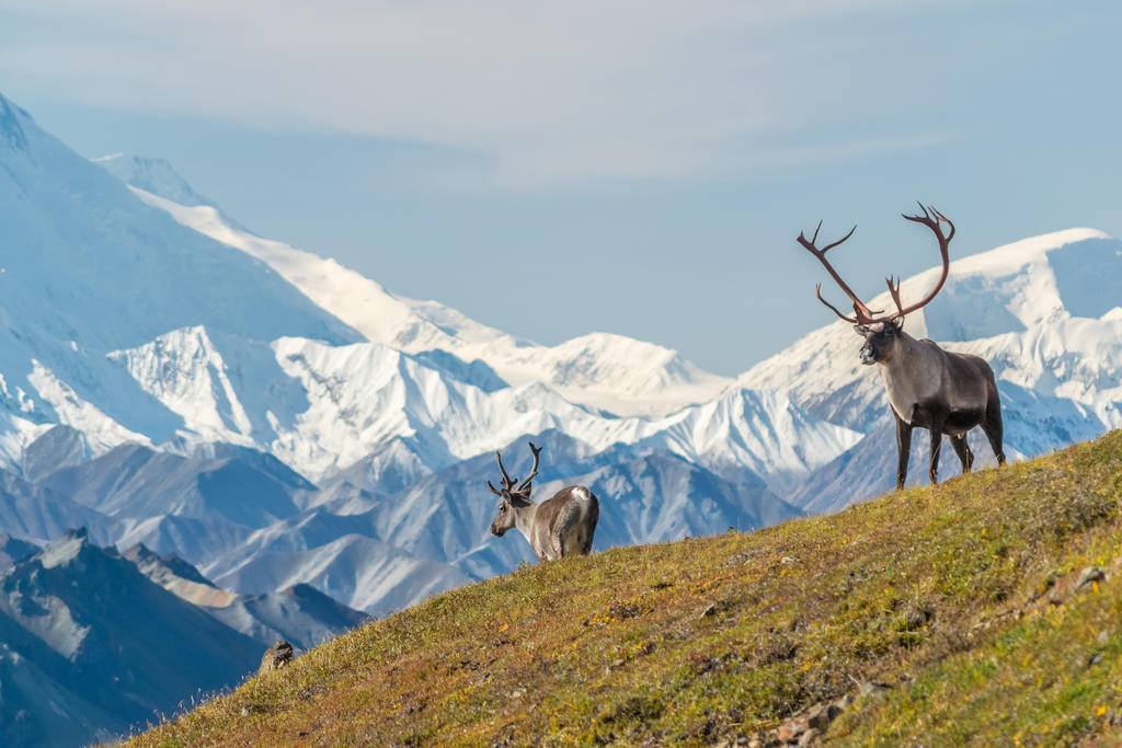 Yukon et Alaska : ruée vers l'or et nature sauvage-Image