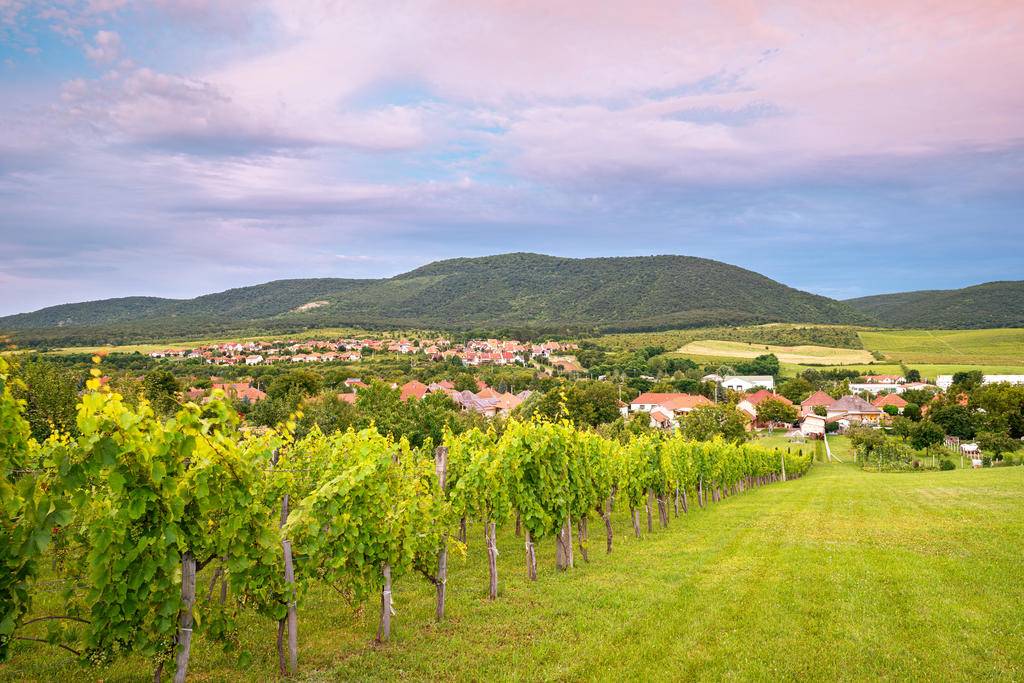 Hongrie, routes gourmandes-Image