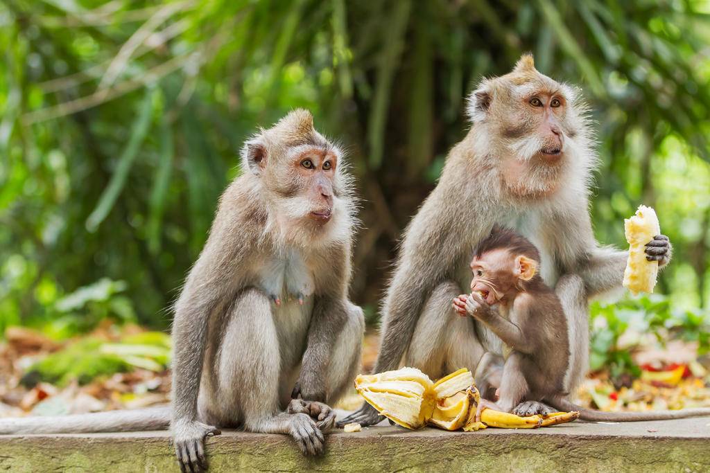 Découverte de Bali en famille-Image