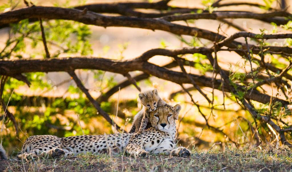Safari de luxe et plages de rêve en Tanzanie-Image