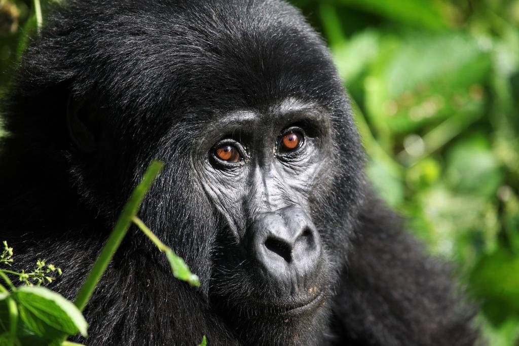Gorilles et paysages d'Ouganda-Image