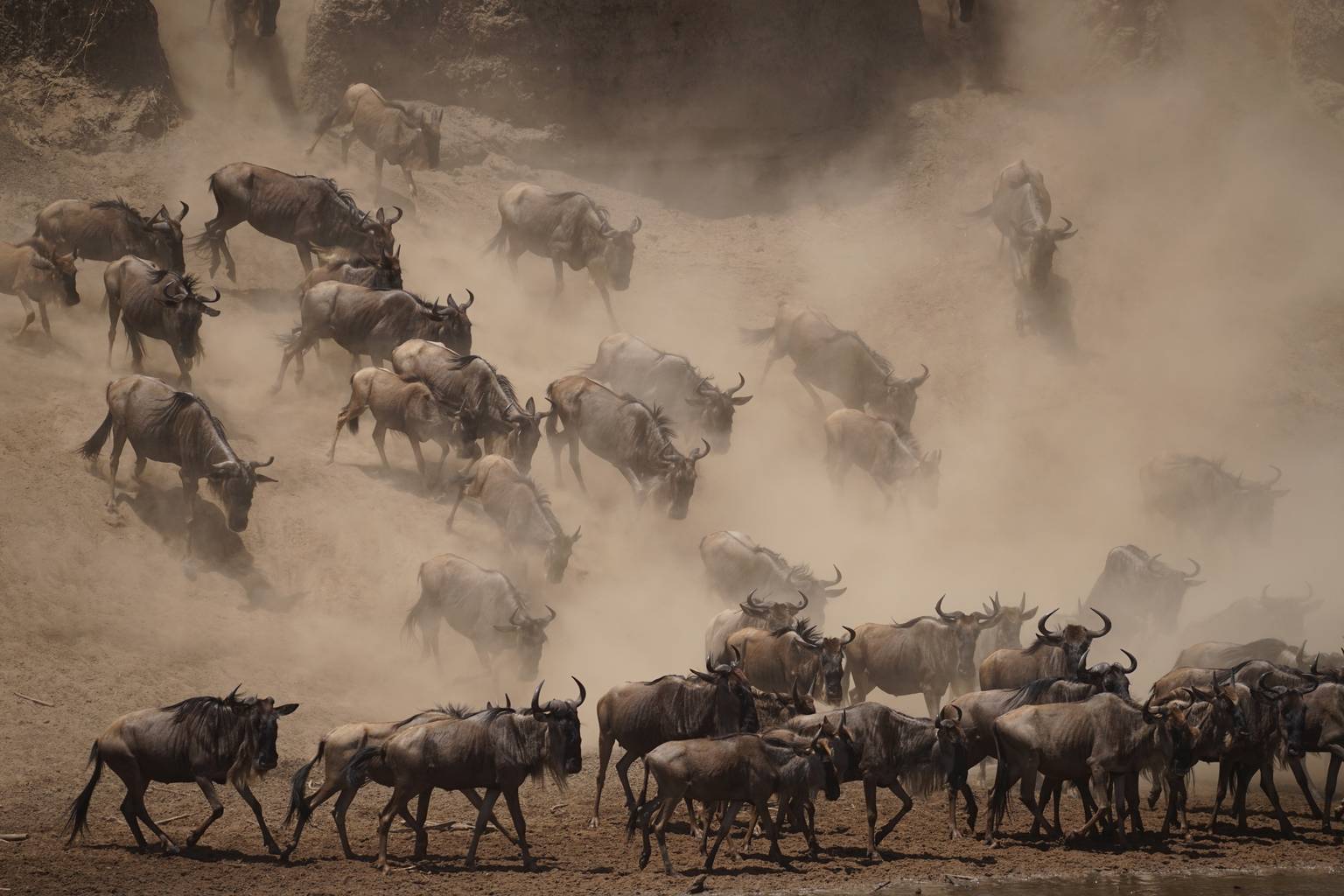 Tanzanie, la grande migration-Image