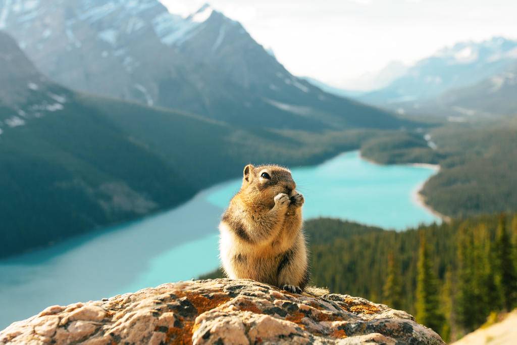 Ouest canadien, une aventure familiale en Alberta -Image