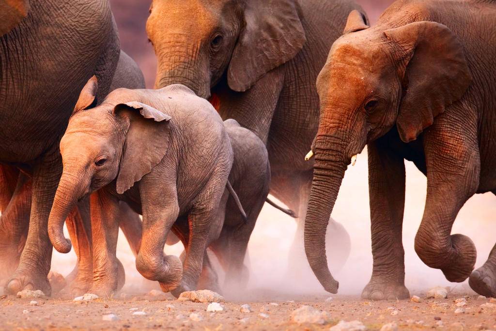 Les grands sites de l'Afrique australe-Image
