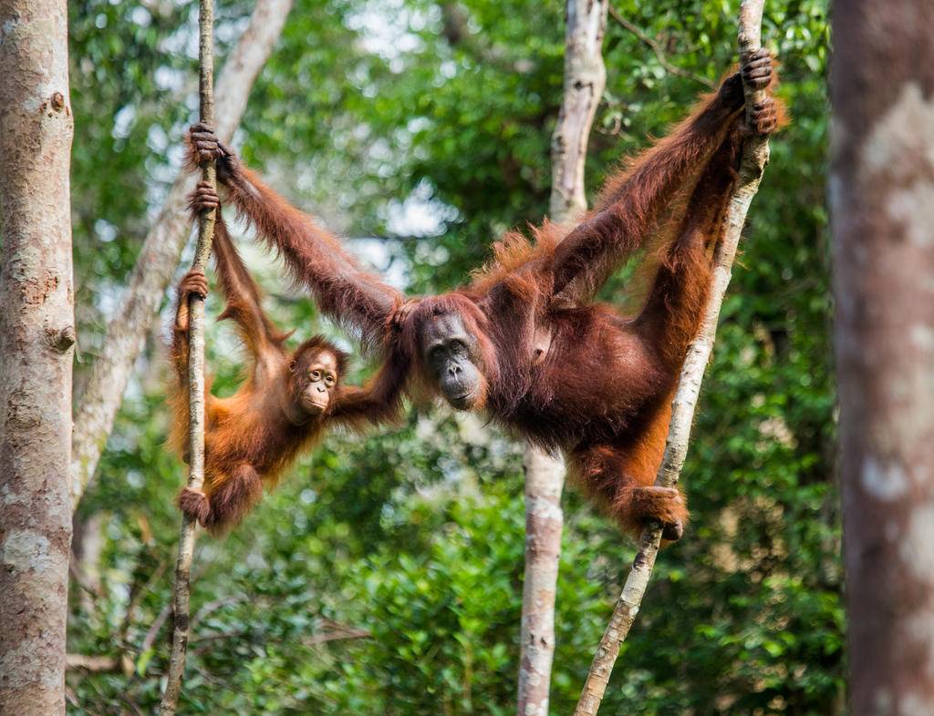 Bornéo : voyage au cœur de la jungle de Malaisie-Image