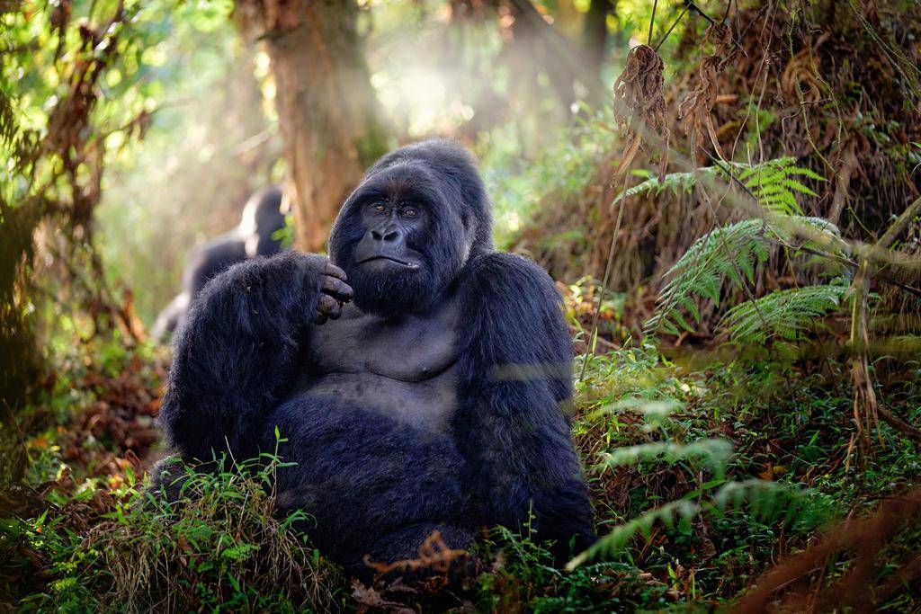 Rwanda et Tanzanie, sanctuaire de la vie sauvage-Image