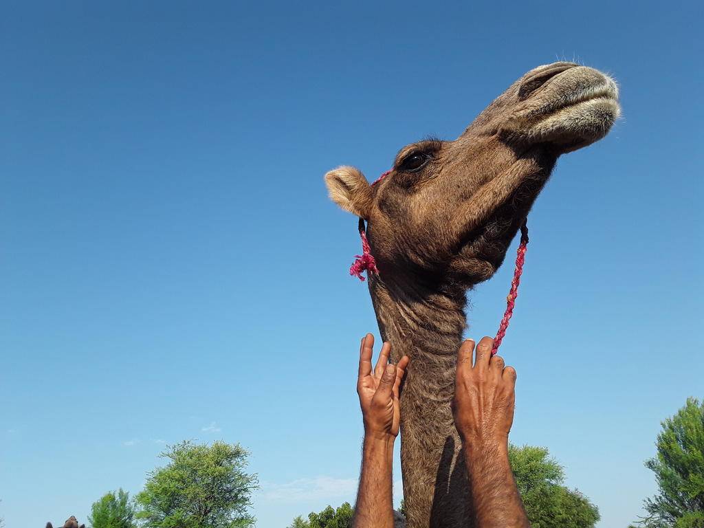 Rajasthan, par villes et campagnes-Image