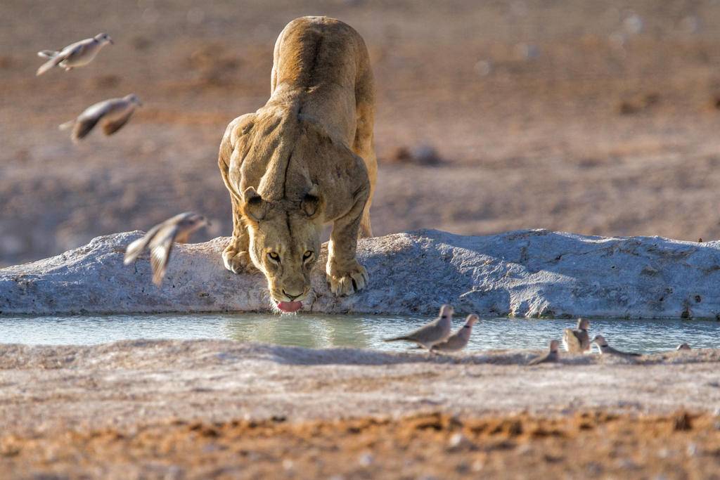 Namibie, à la recherche des lions du Kalahari-Image