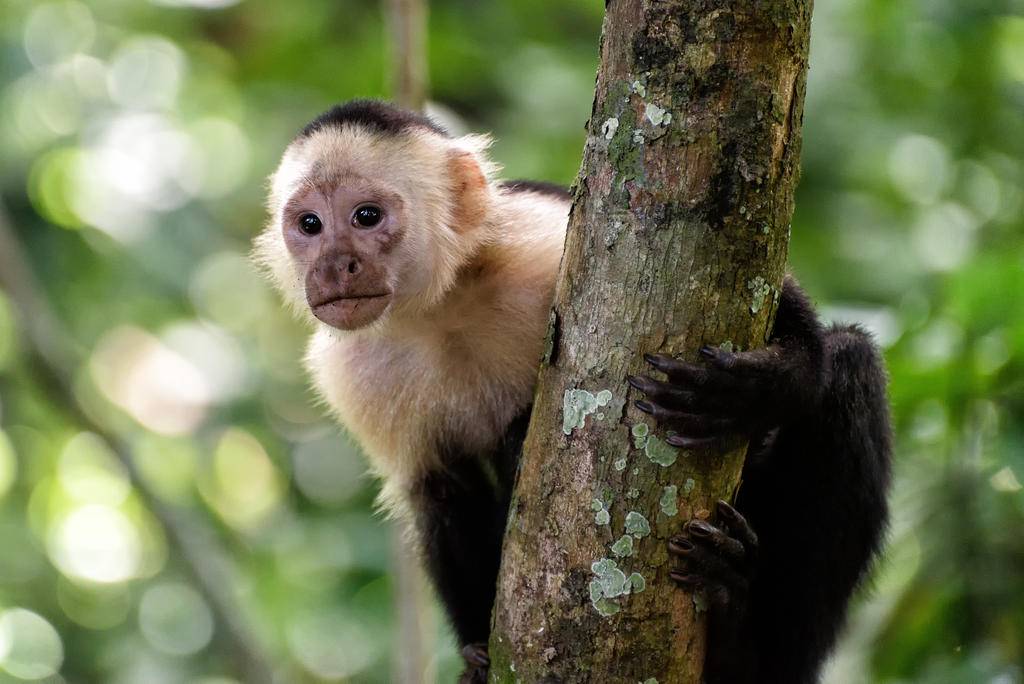 Costa Rica, forte Nature !-Image