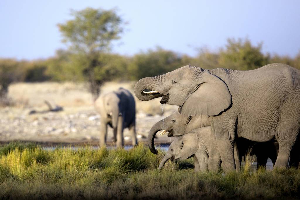 Echappée sud-africaine en famille-Image
