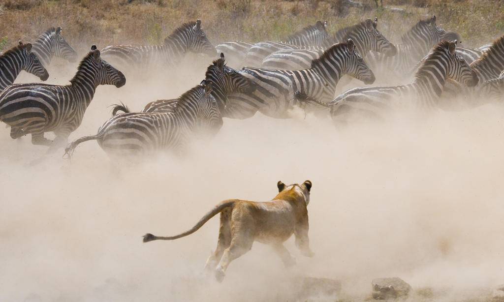 Tanzanie, territoires sauvages-Image