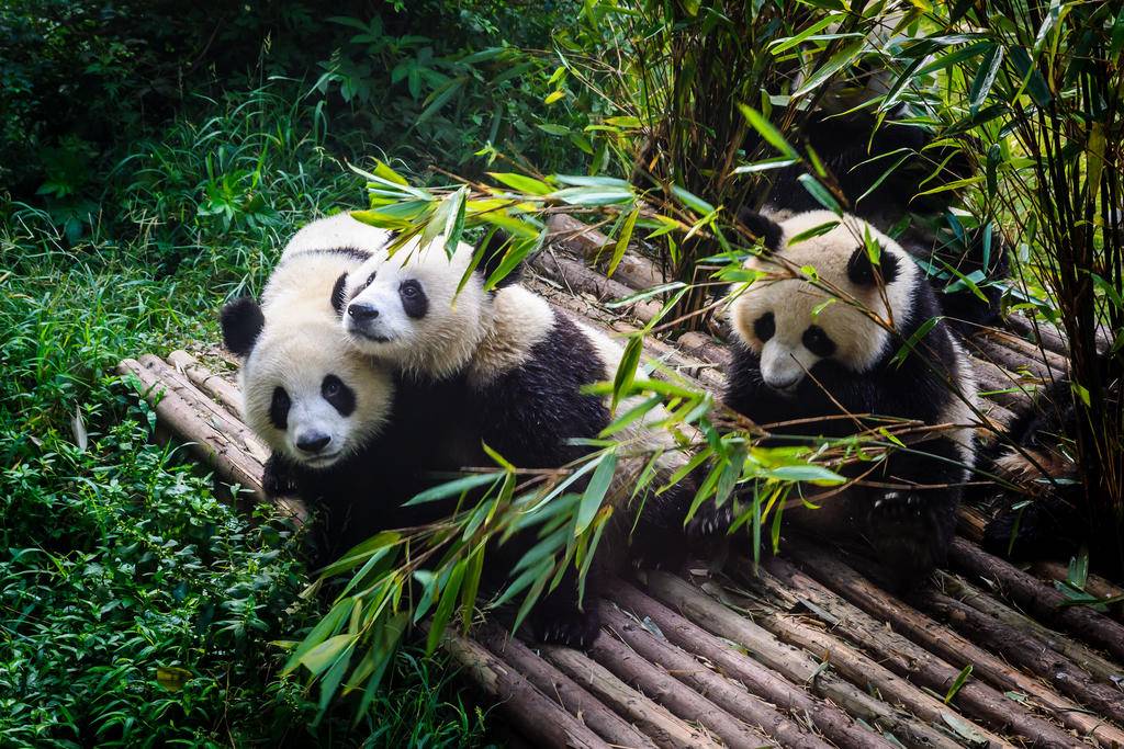 Récréation chinoise en famille-Image