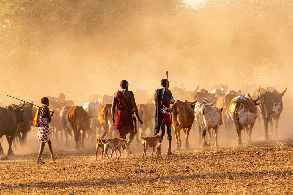 Safaris mythiques : Kenya et Tanzanie entre amis-Image