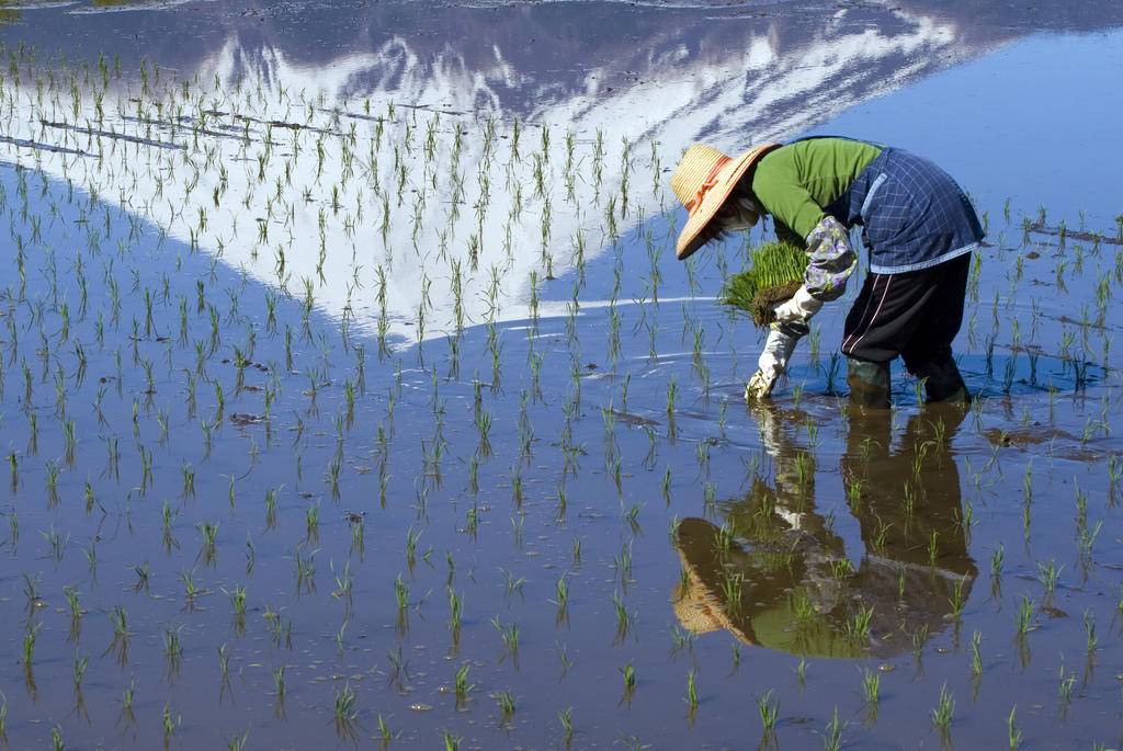 Sur les routes de Shizuoka, onsen, nature et culture-Image