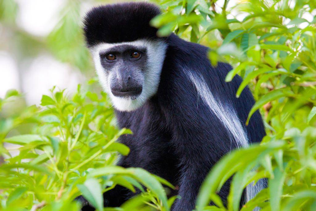 Ouganda et Tanzanie, rencontre avec la vie sauvage-Image