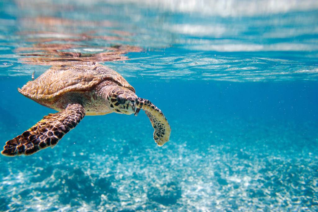 Les Seychelles, paradis sauvage-Image
