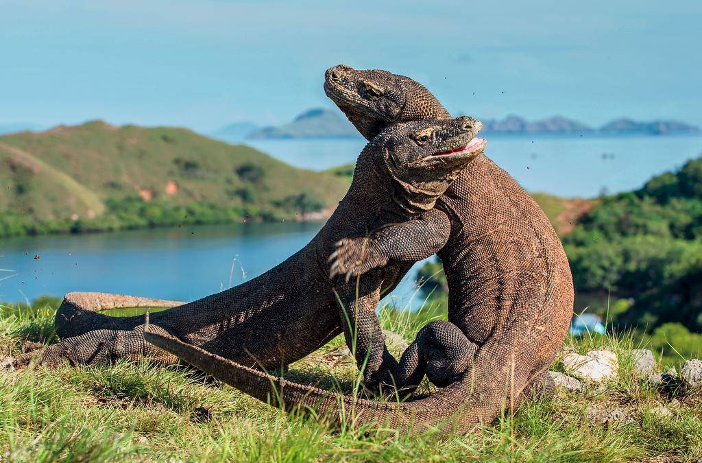 Grands Sites de Java et de Bali + Komodo-Image