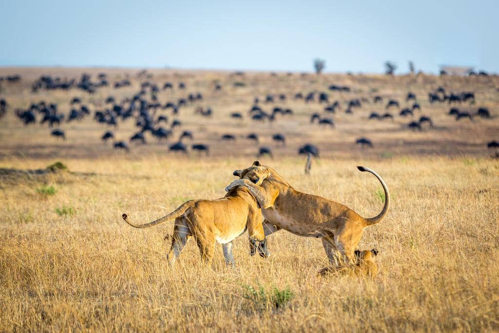 Du Nord Tanzanien aux idylles de Mafia et Zanzibar-Image