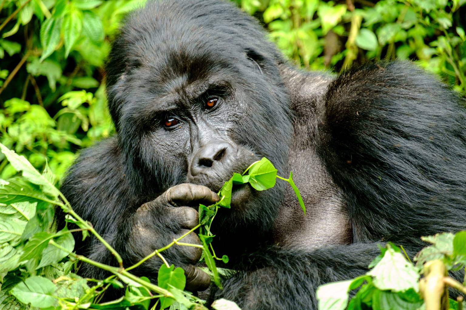Ouganda, la perle de l'Afrique-Image
