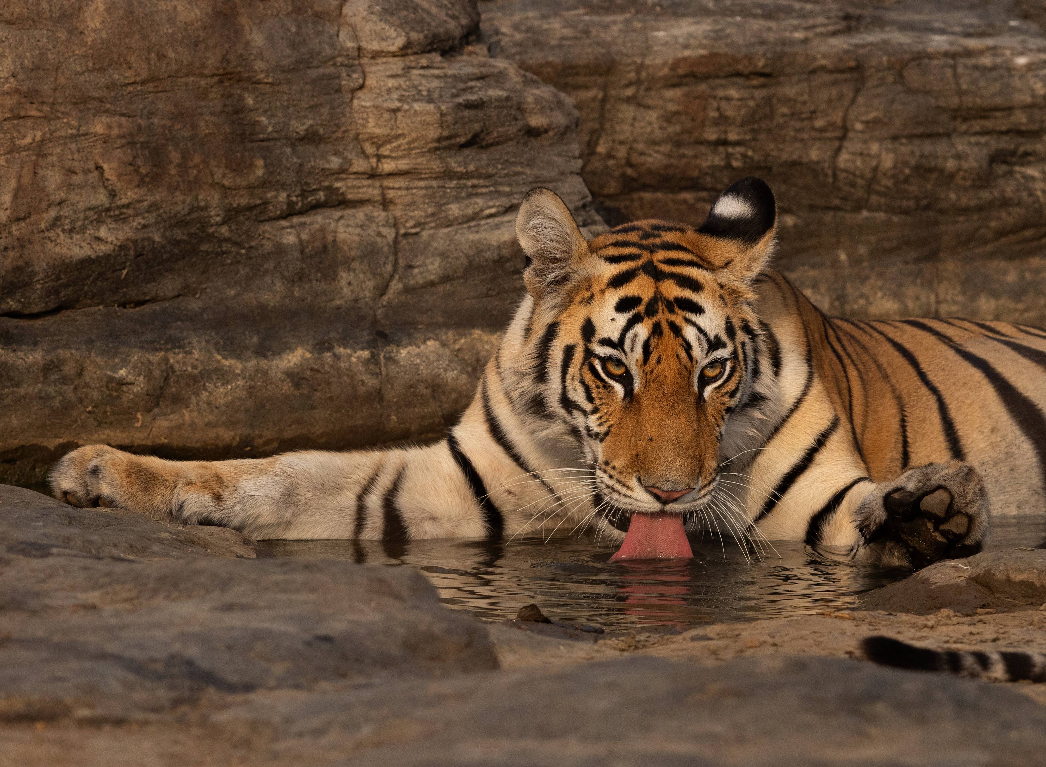 Sur les traces des tigres du Madhya Pradesh-Image